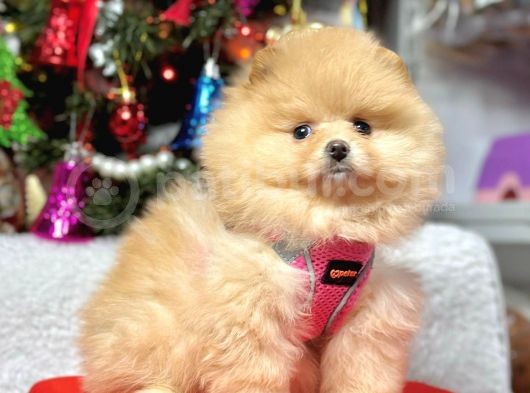 Safkan Pomeranian Boo Yavrularımız görsel