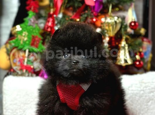 Safkan Pomeranian Boo Yavrularımız görsel