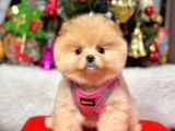Show Kalite Pomeranian Boo Bebekler