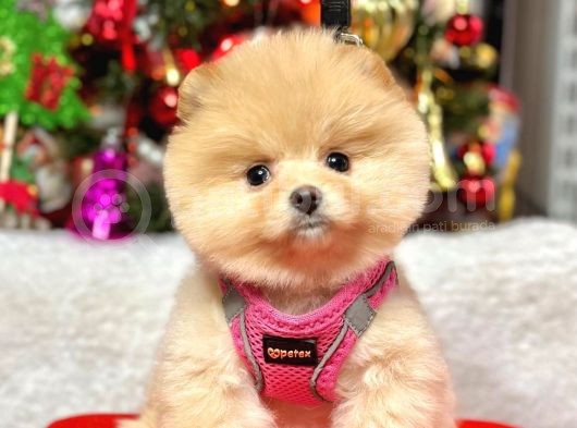 Show Kalite Pomeranian Boo Bebekler görsel