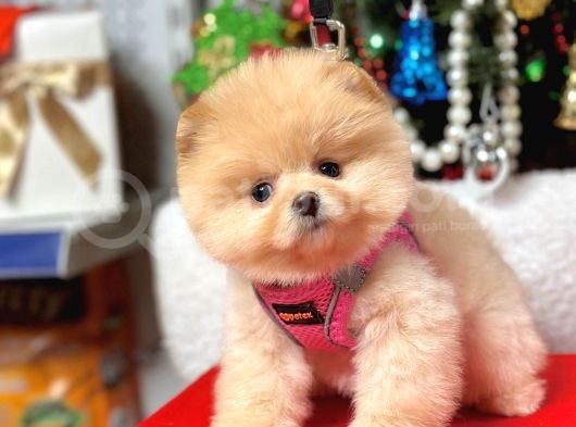 Show Kalite Pomeranian Boo Bebekler görsel