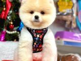 Dünya Tatlısı Teddy Face Secereli Pomeranian Boo