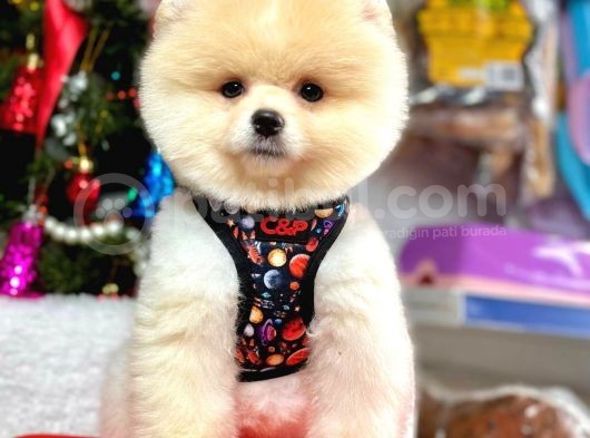 Dünya Tatlısı Teddy Face Secereli Pomeranian Boo