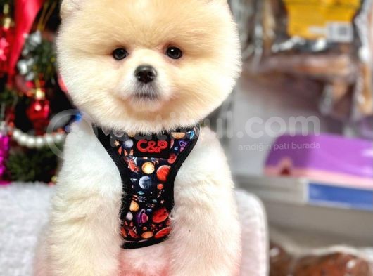 Dünya Tatlısı Teddy Face Secereli Pomeranian Boo görsel