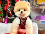Orijinal Pomeranian Boo Bebekler