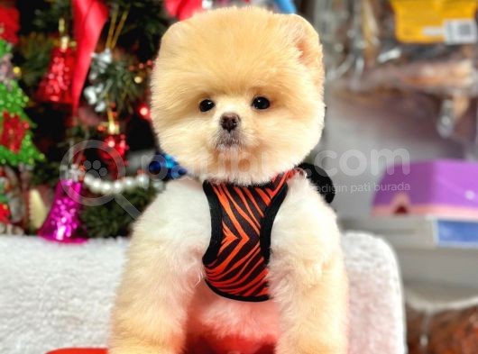 Orijinal Pomeranian Boo Bebekler