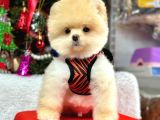 Orijinal Pomeranian Boo Bebekler