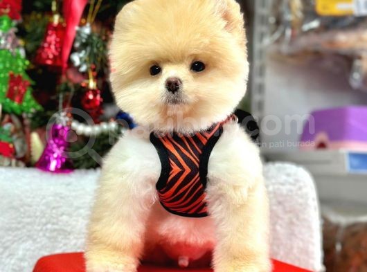 Orijinal Pomeranian Boo Bebekler görsel
