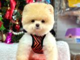 Orijinal Pomeranian Boo Bebekler
