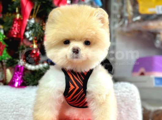 Orijinal Pomeranian Boo Bebekler görsel
