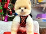 Orijinal Pomeranian Boo Bebekler