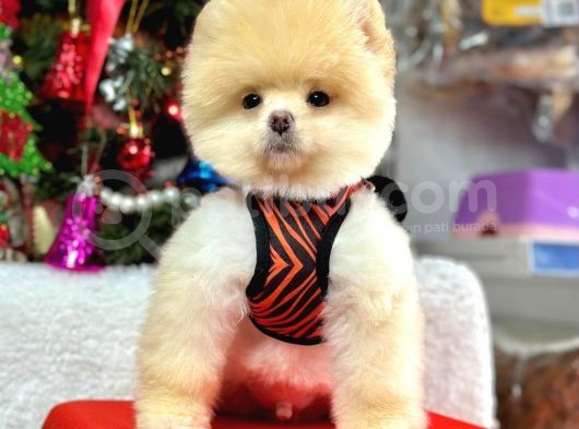 Orijinal Pomeranian Boo Bebekler görsel