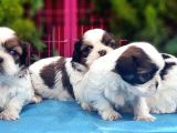 Mükemmel Kali̇tede Shi̇h Tzu Yavrular
