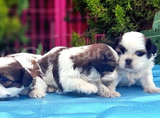 Mükemmel Kali̇tede Shi̇h Tzu Yavrular görsel