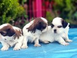 Mükemmel Kali̇tede Shi̇h Tzu Yavrular