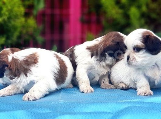 Mükemmel Kali̇tede Shi̇h Tzu Yavrular görsel