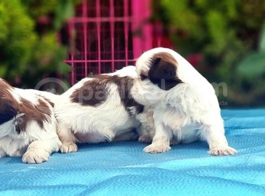 Mükemmel Kali̇tede Shi̇h Tzu Yavrular görsel