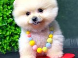 2.5 Aylık Show Kalite Pomeranian Yavrular