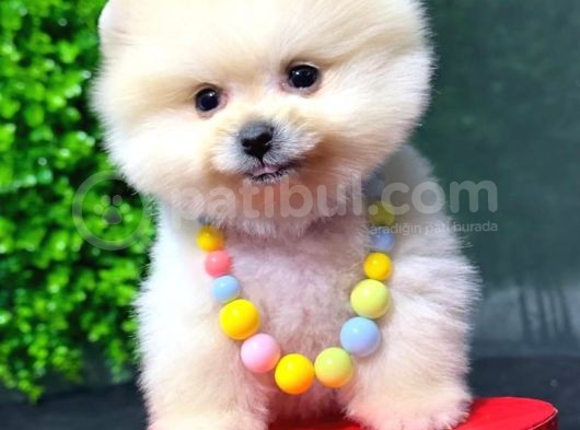 2.5 Aylık Show Kalite Pomeranian Yavrular görsel