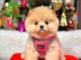 Teddy Face Boo Pomeranian Yavrular 