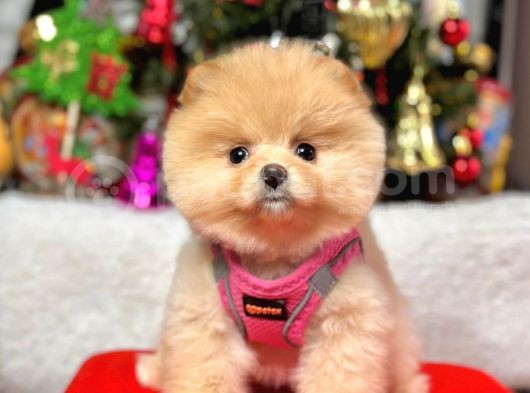Teddy Face Boo Pomeranian Yavrular  görsel
