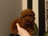 Çocuklarınıza Arkadaş Poodle Bebekler