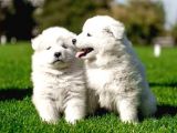 Garanti̇li̇ Samoyed Bebekler Çi̇ftli̇ği̇mi̇zden