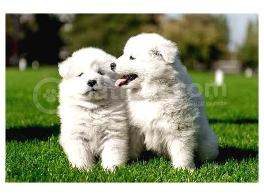 Garanti̇li̇ Samoyed Bebekler Çi̇ftli̇ği̇mi̇zden