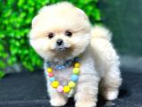 2.5 Aylık Show Kalite Pomeranian Yavrular