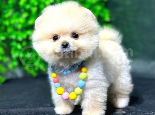 2.5 Aylık Show Kalite Pomeranian Yavrular