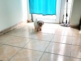 Maltipo Cinsi Yavrular Sevimli 