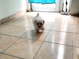 Maltipo Cinsi Yavrular Sevimli 
