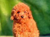 Red Toy Poodle Yavrular