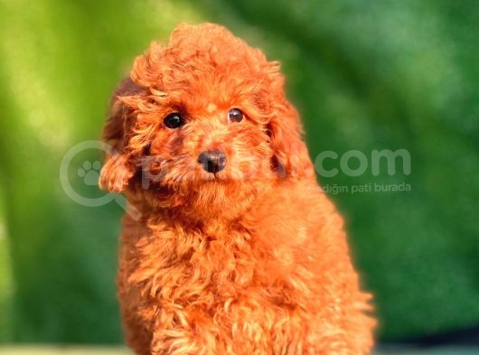 Red Toy Poodle Yavrular görsel