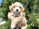 Di̇zayn Irk Malti̇poo Bebekler
