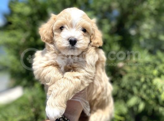 Di̇zayn Irk Malti̇poo Bebekler görsel