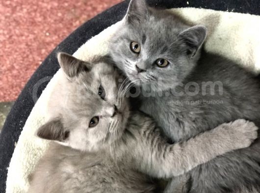Süper Bri̇ti̇sh Shorthai̇r Yavrularimiz Gelmi̇şti̇r görsel