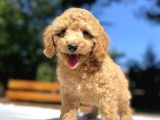 Aşili Poodle Bebekler Di̇şi̇ Erkek