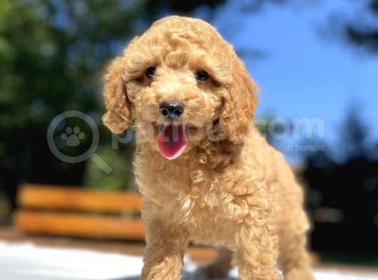 Aşili Poodle Bebekler Di̇şi̇ Erkek görsel