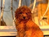 Red Toy Poodle Yavrular
