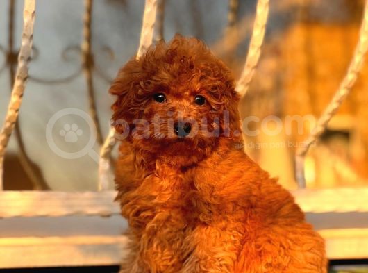 Red Toy Poodle Yavrular görsel