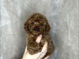 Red Brown Toy Poodle Yavrular 