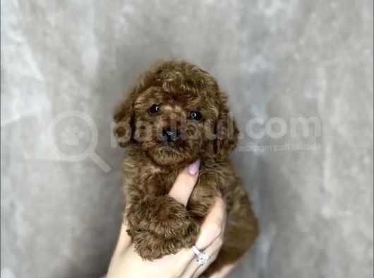 Red Brown Toy Poodle Yavrular  görsel