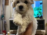 Güzeller Güzeli̇ Malti̇poo Yavrulari