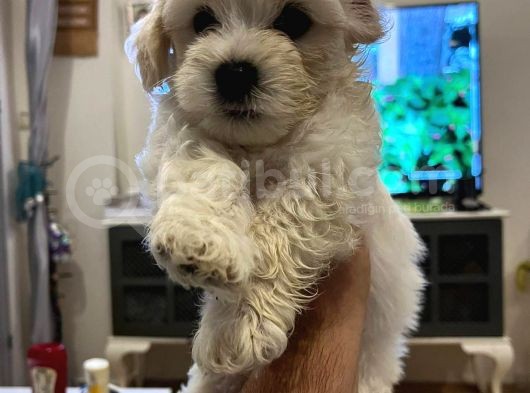 Güzeller Güzeli̇ Malti̇poo Yavrulari