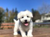 Orji̇nal Maltese Terri̇er Bebekler