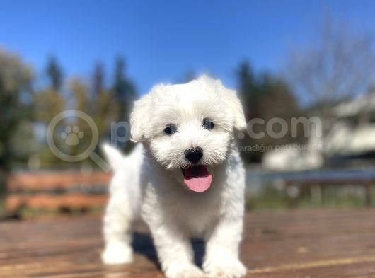 Orji̇nal Maltese Terri̇er Bebekler görsel