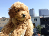 Dünyalar Tatlısı Toy Poodle Yavruları