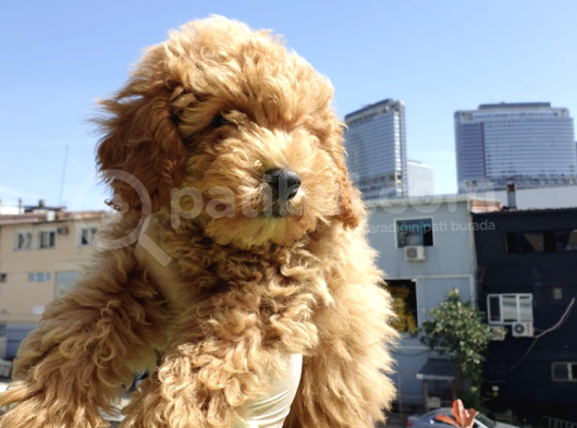 Dünyalar Tatlısı Toy Poodle Yavruları görsel