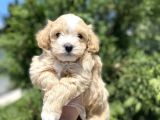 Di̇zayn Irk Malti̇poo Bebekler